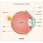 MSCs in treatment Retinal Diseases