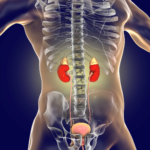 Probiotic Applications in Kidney Disease Treatment